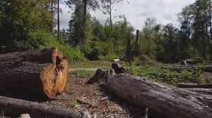 Best Tree and Shrub Care  in Waycross, GA