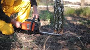 Best Root Management and Removal  in Waycross, GA
