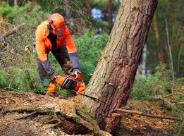Best Weed Control  in Waycross, GA