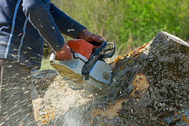 Best Hedge Trimming  in Waycross, GA